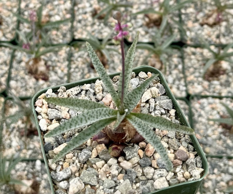 Silver Squill Plant | 3" Pot | Ledebouria Socialis | Bulbous Perennial with Striking Silver-Green Foliage
