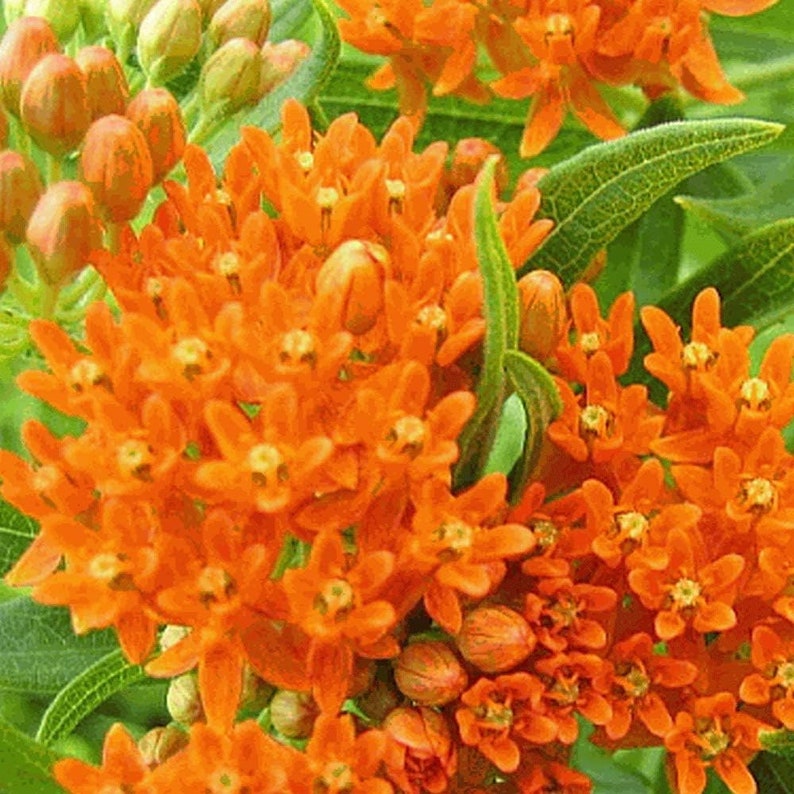 Orange Milkweed Live Plants - 2 Healthy Starter Plants for Butterfly Garden - Asclepias tuberosa - Attract Pollinators & Beautify Space