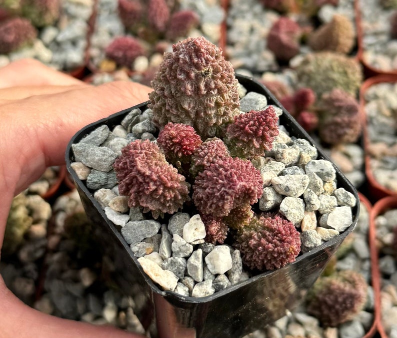 Adromischus Aarianiae Succulent Plant | Small 2" Pot | Rare Silvery-Gray Leaves | Crassulaceae Family Plant