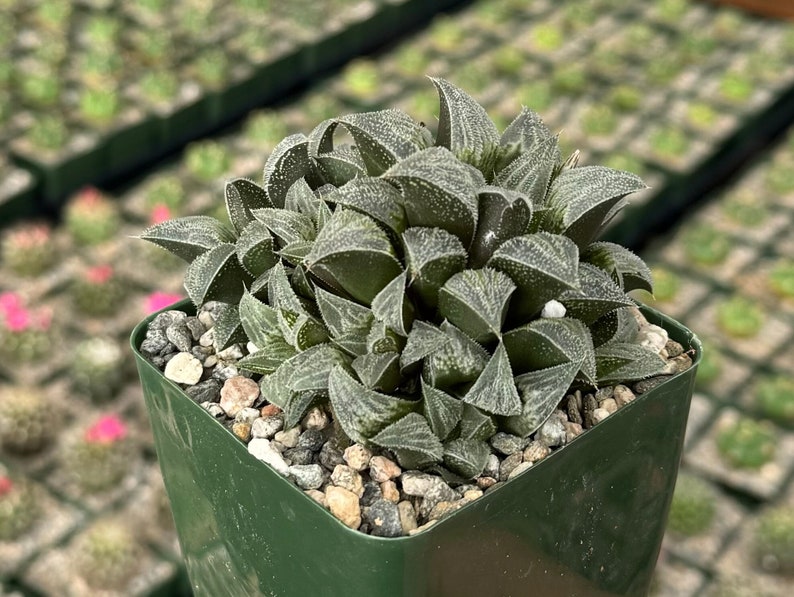 Haworthia Emelyae Succulent in 3" Pot | Fuzzy Green Plant with White Spots | Easy Care Indoor Succulent