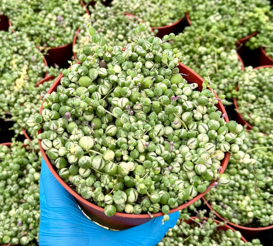 Variegated String of Pearls Succulent | 2", 4", 6" Pots | Senecio Rowleyanus 'Variegatus' | Trailing Indoor Plant