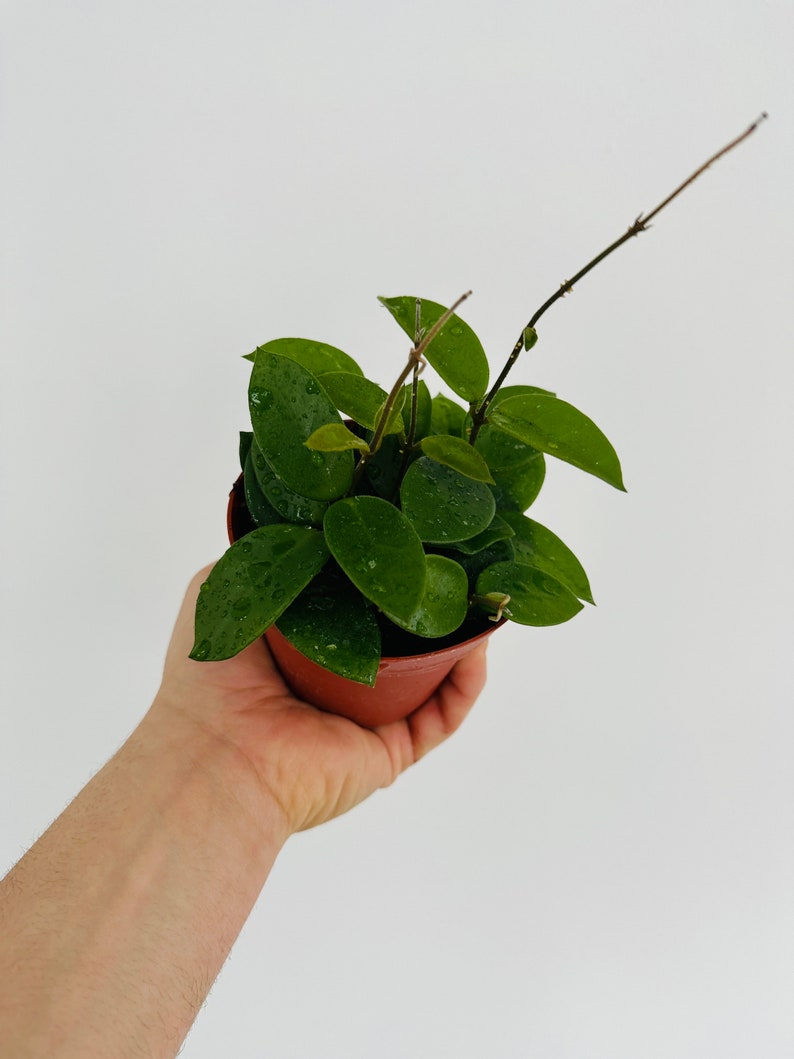 Hoya cv. Chouke – 4” Pot – Trailing Vining Plant – Fuzzy Leaves – Low Maintenance Houseplant – Perfect for Bright Indirect Light