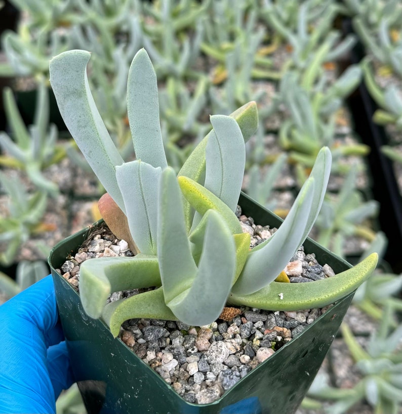 Lobster Claw Plant | 4" Pot | Cheiridopsis Candidissima | Unique Succulent with Claw-Like Foliage and Drought Tolerance
