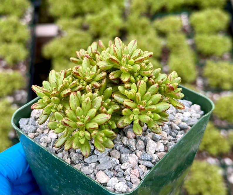 Dwarf Aeonium Succulent | 4" Pot | Aeonium Sedifolium | Rare Green & Red Leaf Variety from Canary Islands