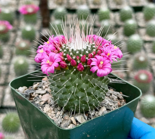 Blooming Cactus 4" Pot | Mammillaria spinosissima 'Un Pico' | Magenta Flowers, Distinctive Spines
