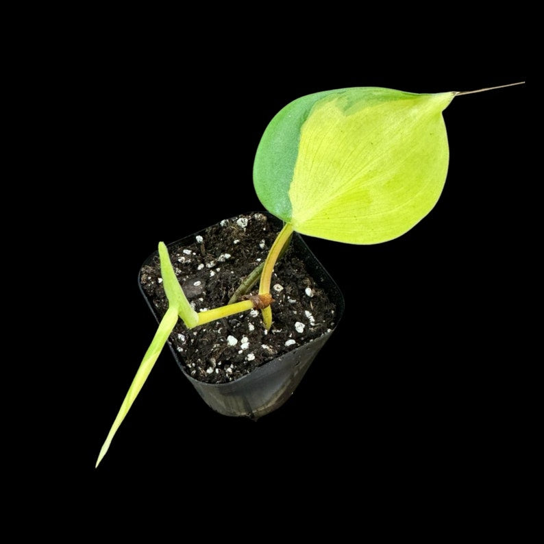 Rare Brazilian Philodendron Starter Plant in 2" Pot - Philodendron hederaceum 'Brasil' - Easy Care Indoor Houseplant