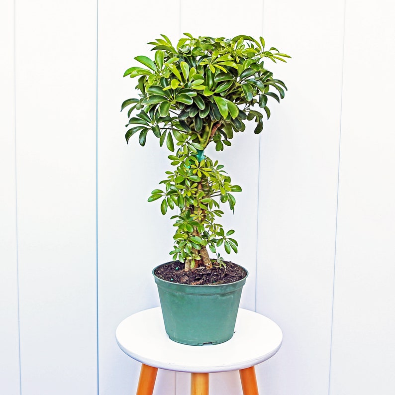 LIVE 6” Arboricola Topiary Plant, Schefflera Braided, Dwarf Hawaiian Umbrella Tree, Indoor House Plant, Perfect Gift for Plant Lovers