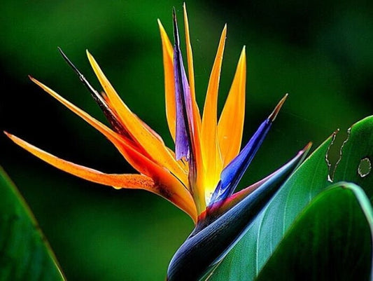 Bird of Paradise Plant - Orange Strelitzia reginae - Tropical Rooted Plant for Indoor/Outdoor Decor - Ready to Pot