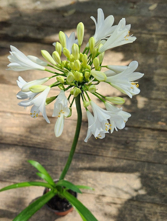Agapanthus Praecox White African Lily Plant - 15 Inches - Blue Lily - Agapanthus Praecox