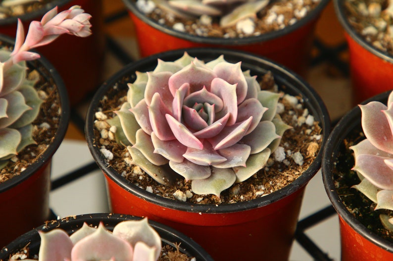 Echeveria Pink Lola Succulent in 4" Pot - Echeveria 'Pink Lola' Rare Plant with Pinkish-Gray Leaves, Compact Growth