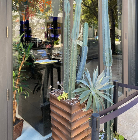 Agave Blue Flame Plant - Unique Blue-Green Accent - Agave americana - Drought Tolerant, Low-Maintenance Houseplant