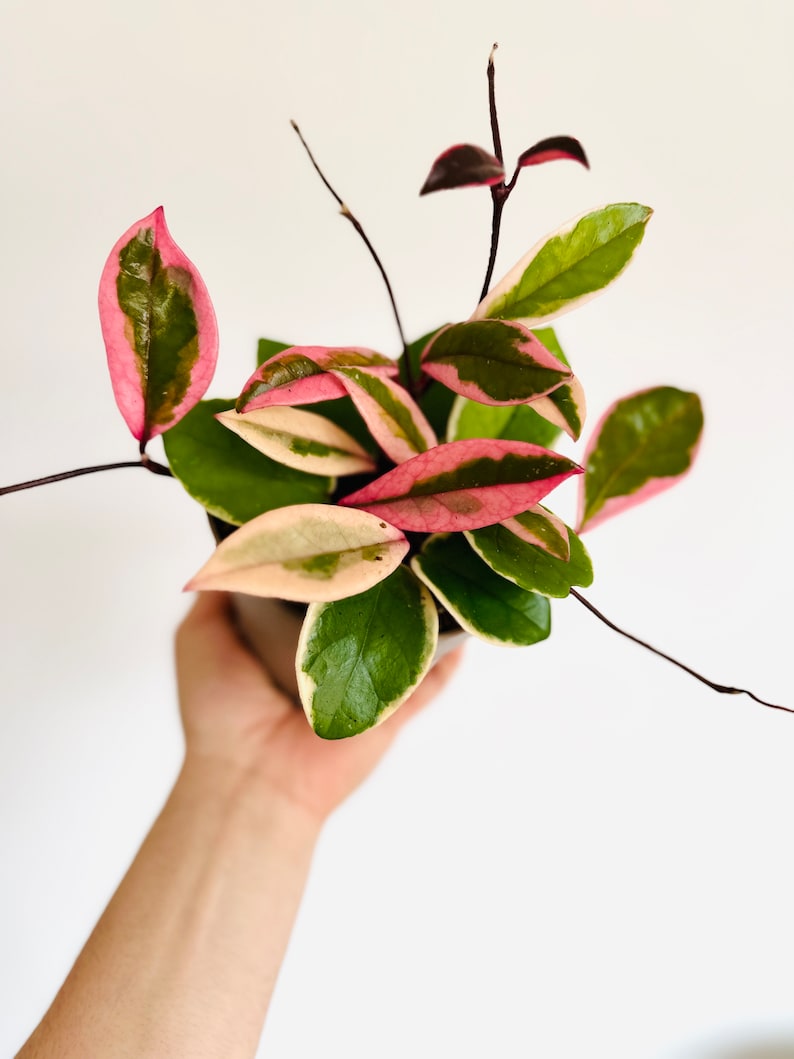 Hoya Plant 5” Pot Flamingo Dream Purple Pride Hoya carnosa Sport Variety - Low Maintenance Live Houseplant for Home Decor