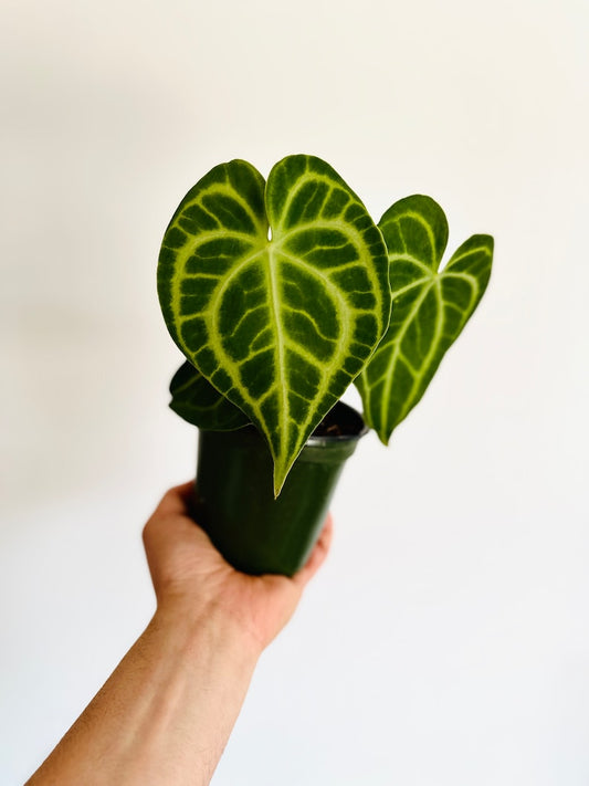 Anthurium Clarinervium x Ace of Spades Plant - 4” Live Houseplant - Rare Aroids - Easy Care Foliage - Perfect for Home Decor