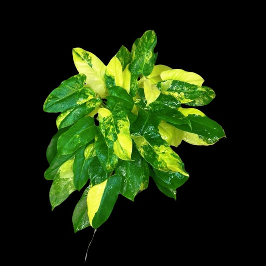 Variegated Burle Marx Philodendron Cuttings - Tropical Houseplant - Philodendron Burle Marx - Indoor & Outdoor Live Plant