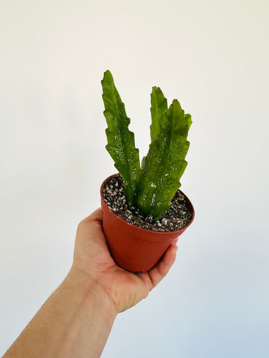 Beaver Tail Cactus - 4” Pot - Epiphyllum Crenatum - Tropical Cactus - Bohemian Desert Plant - Live Indoor Succulent