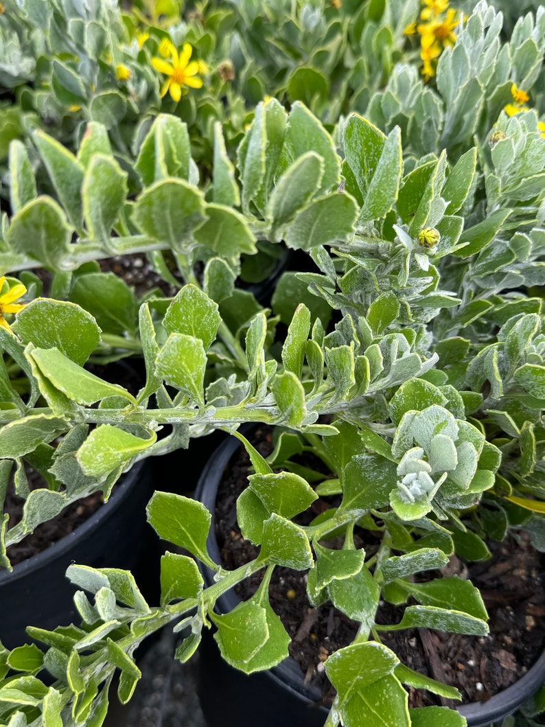 Chrysanthemoides incana Plant | Vaalbietou | Grey Euryops | Hardy Drought-Tolerant Shrub | South African Native Plant