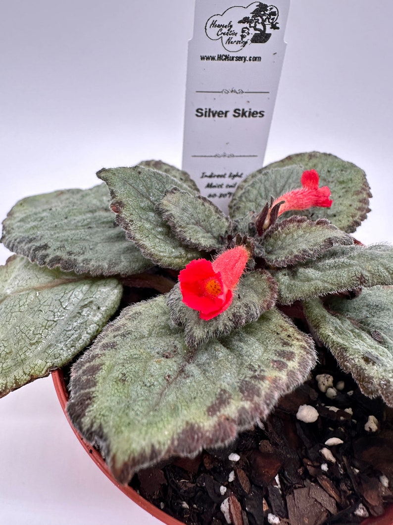 Live Episcia Plant 4" - Silver Skies - Episcial Blooming Houseplant - Ideal for Indirect Sunlight & Humidity Care