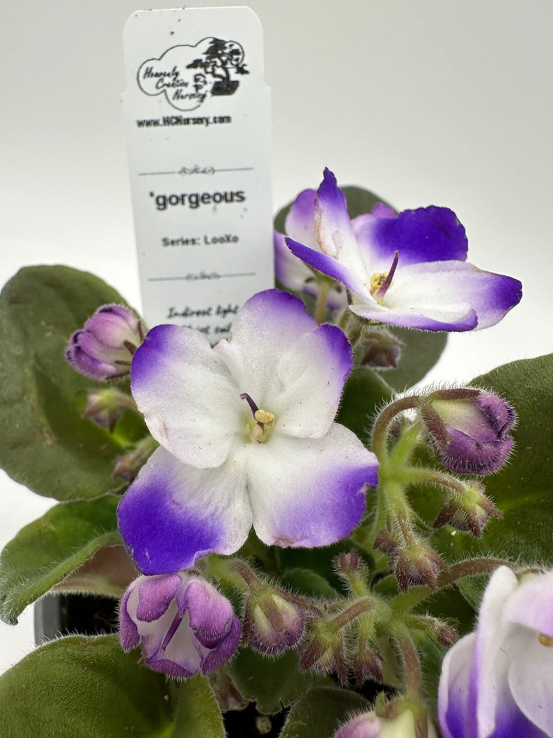 Live African Violet 4" Plant - LooXo Series - Blooming Beauty - Saintpaulia Ionantha