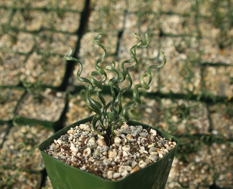 Albuca Bruce-Bayeri | Corkscrew Albuca | Rare Succulent Plant | Live in 4" Pot | Asparagaceae Family