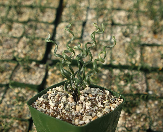 Albuca Bruce-Bayeri | Corkscrew Albuca | Rare Succulent Plant | Live in 4" Pot | Asparagaceae Family