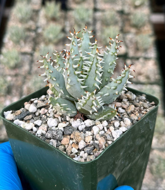 Aloe Erinacea Live Plant 4" Pot | Rare Hedgehog Aloe | Succulent with Orange-Red Flowers | Aloe erinacea