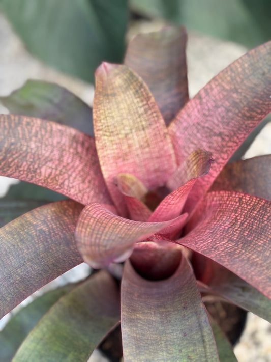 Bromeliad Neoregelia Sherlette Shiigi Plant - Unique Variegated Green to Pink Woven Pattern, Easy Care Tropical Houseplant