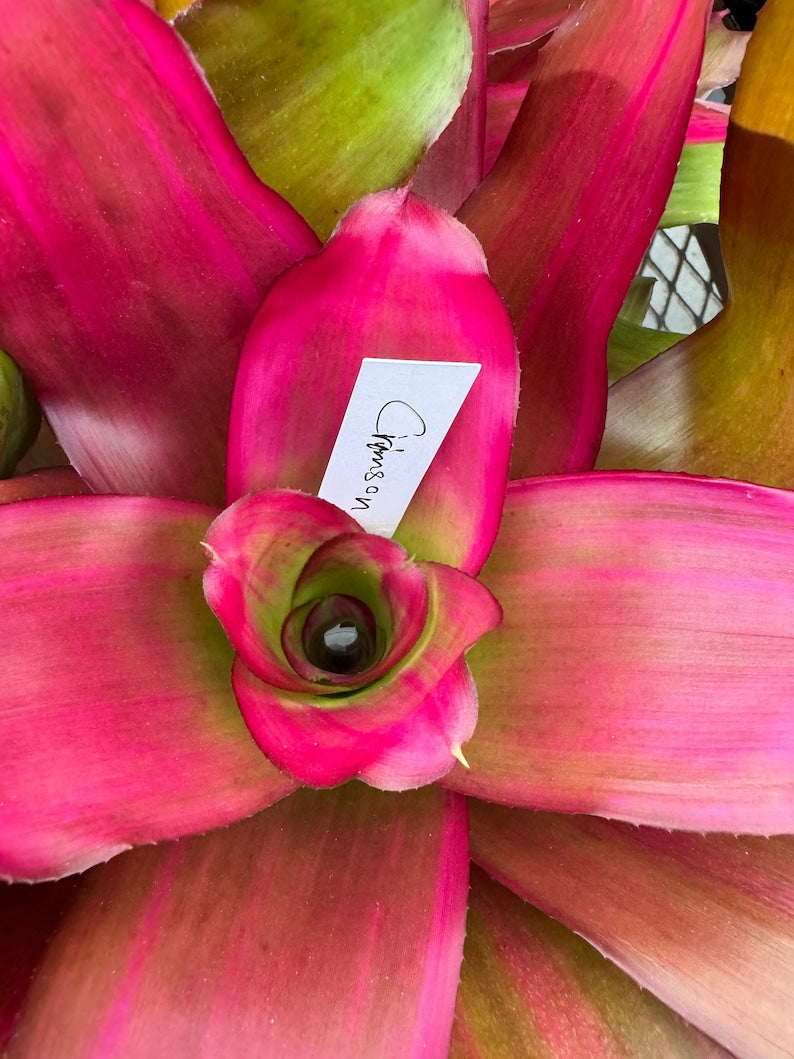 Bromeliad Plant - Neoregelia Crimson, Florissant Pink with Green Base, Exotic Houseplant, Vibrant Foliage, Easy Care