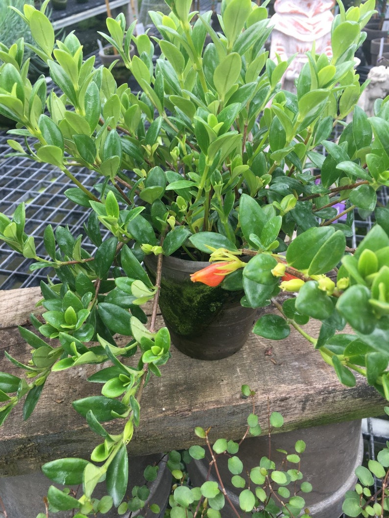Goldfish Plant 4" Pot - Trailing Orange Flowers, Dark Green Foliage - Columnea gloriosa - Handcrafted European Pot