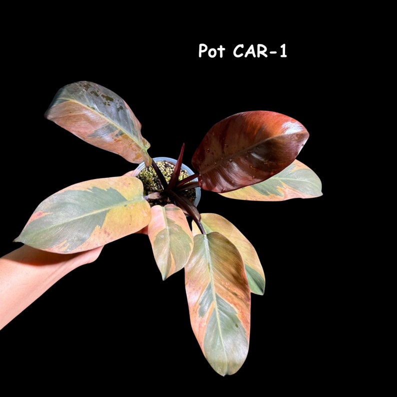 Variegated Black Cardinal Philodendron - Rare Collector Plant - Philodendron Black Cardinal Variegated - US Seller