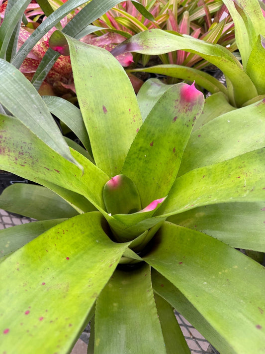Bromeliad Plant - Neoregelia Johannis, Green with Pink Tips, Exotic Foliage, Easy Care Houseplant