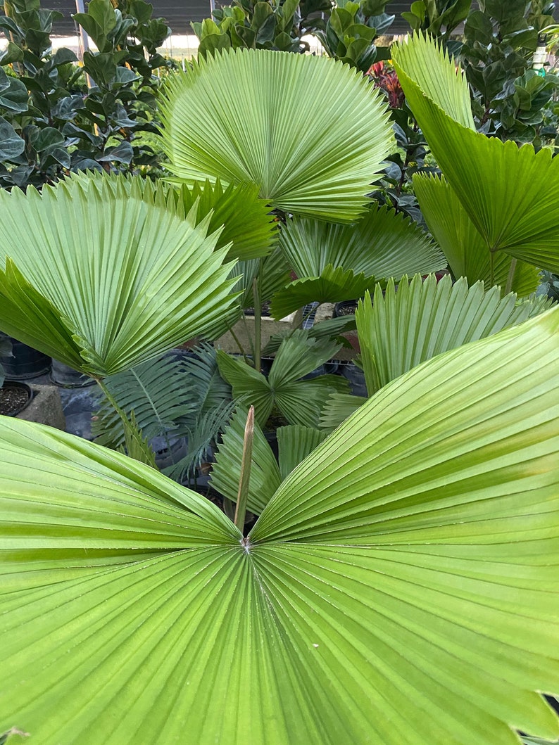 Licuala Peltata Elegans Palm Tree - Rare Exotic Indoor Plant with Ruffled Leaves - Licuala Peltata Sumawongii - Easy Care
