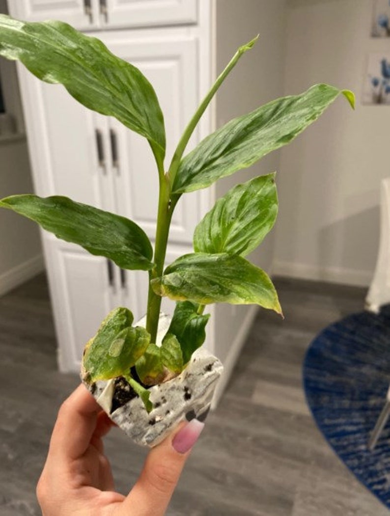 Dwarf Ginger Plant - 4-6 Inches - Molten Gold Variety - Organic Non-GMO Hedychium for Container or Garden Use