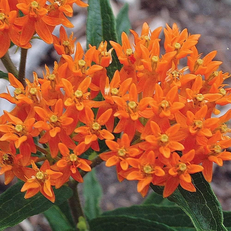 Live Orange Milkweed Plants for Butterflies - Asclepias perennis - Perennial Flower Garden Starter for Pollinator Habitat