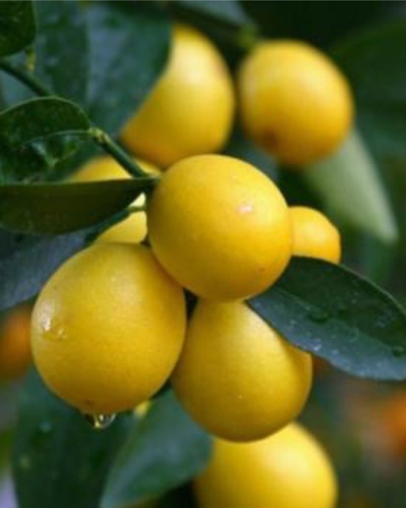 Limequat Tree 3ft Grafted Citrus Plant - Citrus x Floridana - Cold Hardy, Fruitful, Perfect for Pots