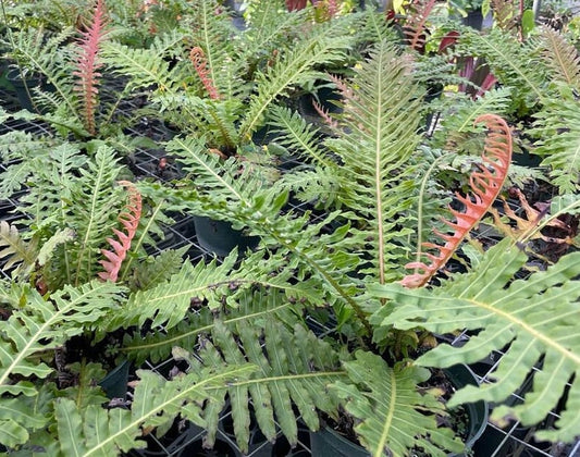 Brazilian Tree Fern Live Plant - Blechnum brasiliense - Tropical Indoor/Outdoor Fern - Minor Blemishes Possible