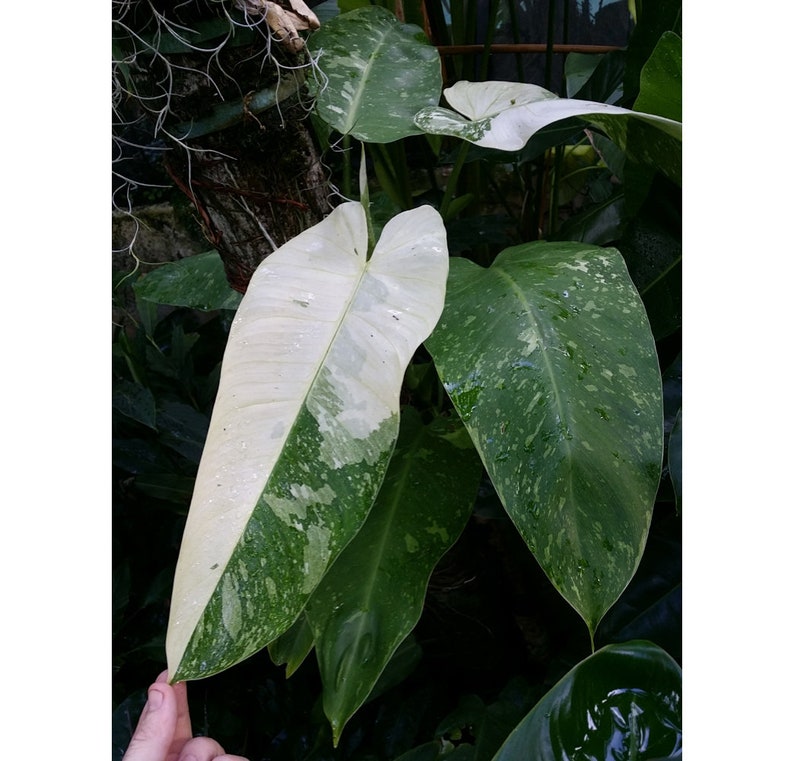 Philodendron Jose Buono Plant - 4" Pot - Variegated Aroid Imbe Variegata - Rare Tropical Houseplant