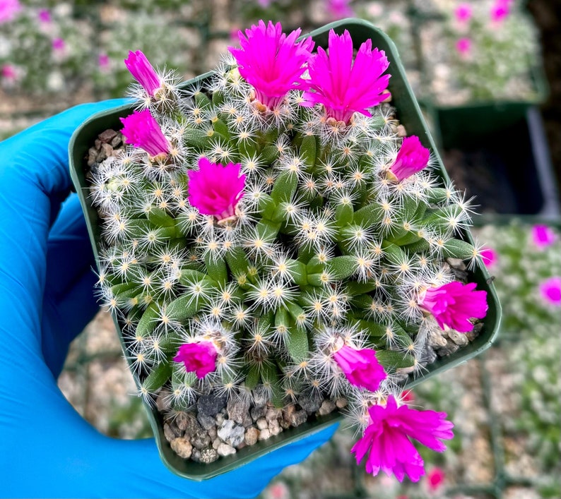 Desert Rose Plant 4" Pot Trichodiadema Densum Flowering Succulent with Colorful Foliage for Indoor Garden
