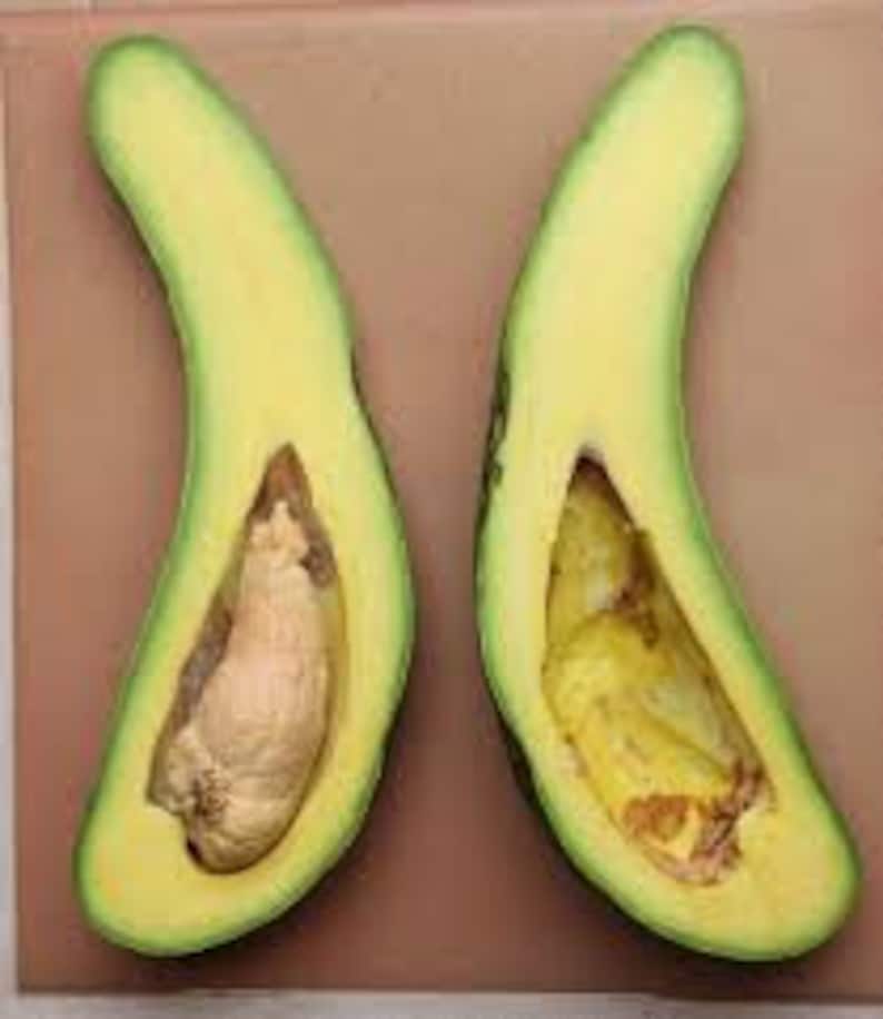 Grafted Russell Avocado Tree 3 Gallon - Persea americana - Healthy Indoor/Outdoor Plant with Free Shipping