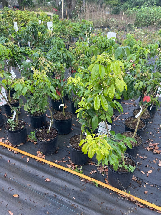 Sweetheart Lychee Tree 3 Gallon Airlayered Plant (Nephelium lappaceum) - Tropical Fruit Tree for Home Garden