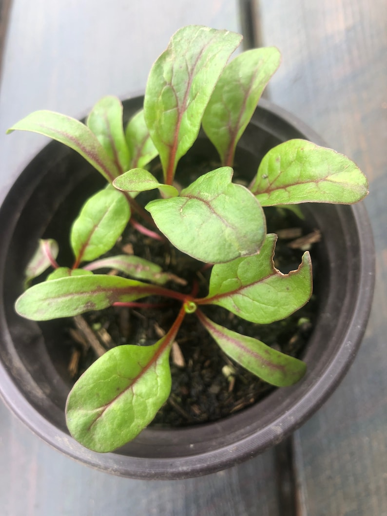 Live Chard Swiss Vulcan Plants - 5 Starter Plants in 4" Pots - Organic Red Chard for Flavorful Gardening (Beta vulgaris)