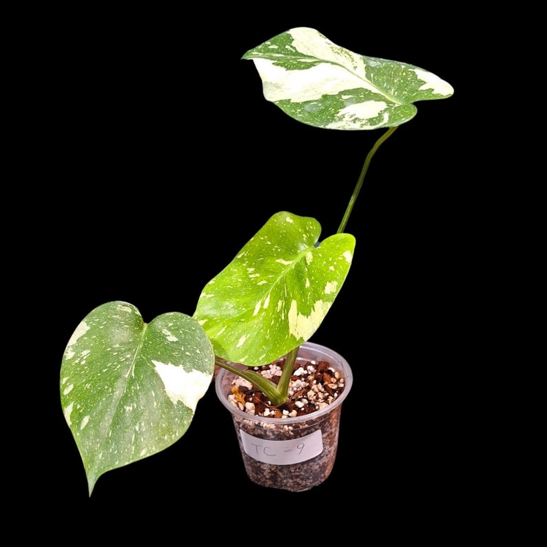 Monstera Thai Constellation Plant | Variegated Houseplant in Nursery Pot | Unique Creamy-White Variegation | Monstera Thai Constellation