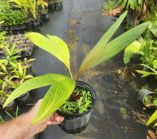 Areca Vestiaria Live Plant - Orange Crown Shaft - Tropical Houseplant - Indoor/Outdoor Decor