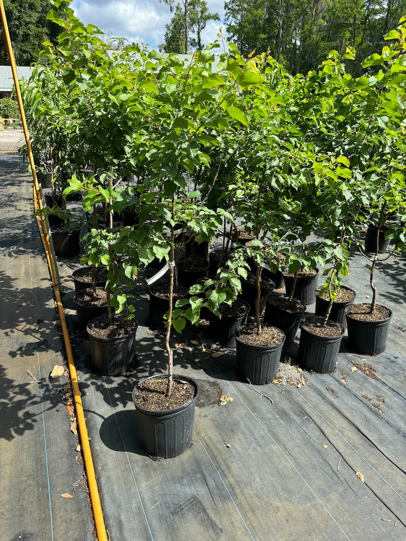 Grafted Flavor Delight Plumcot Tree - 3-4 Feet Tall - Prunus domestica x Prunus salicina - Potted with Soil for Easy Planting