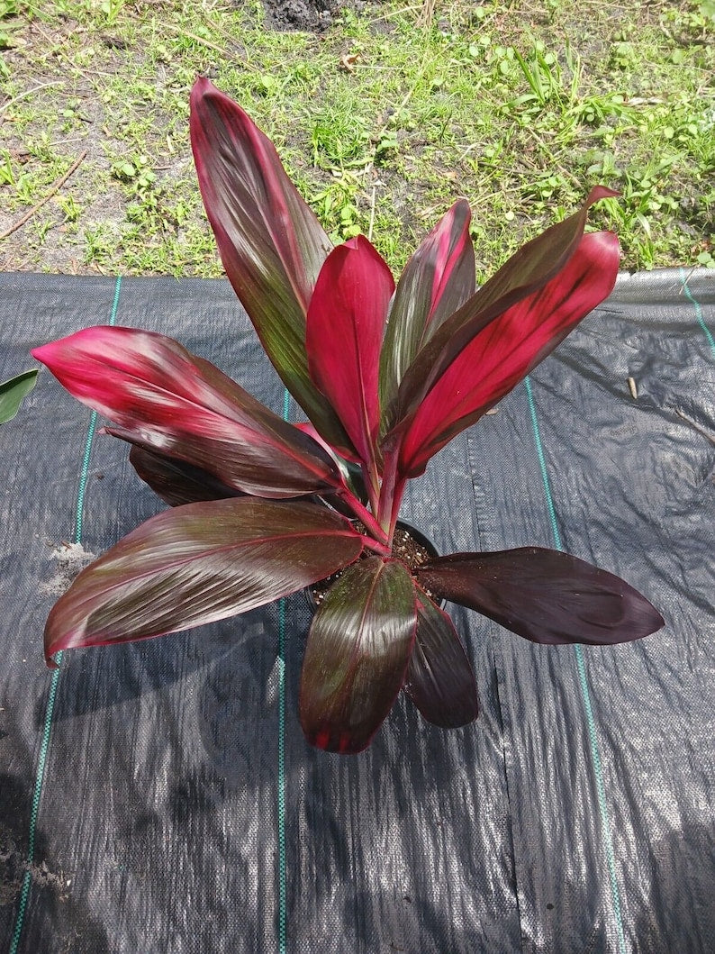 Ti Plant - 16" Red Sister - Cordyline fruticosa Florida Red - Tropical Indoor/Outdoor Plant - Vibrant Foliage for Home Garden