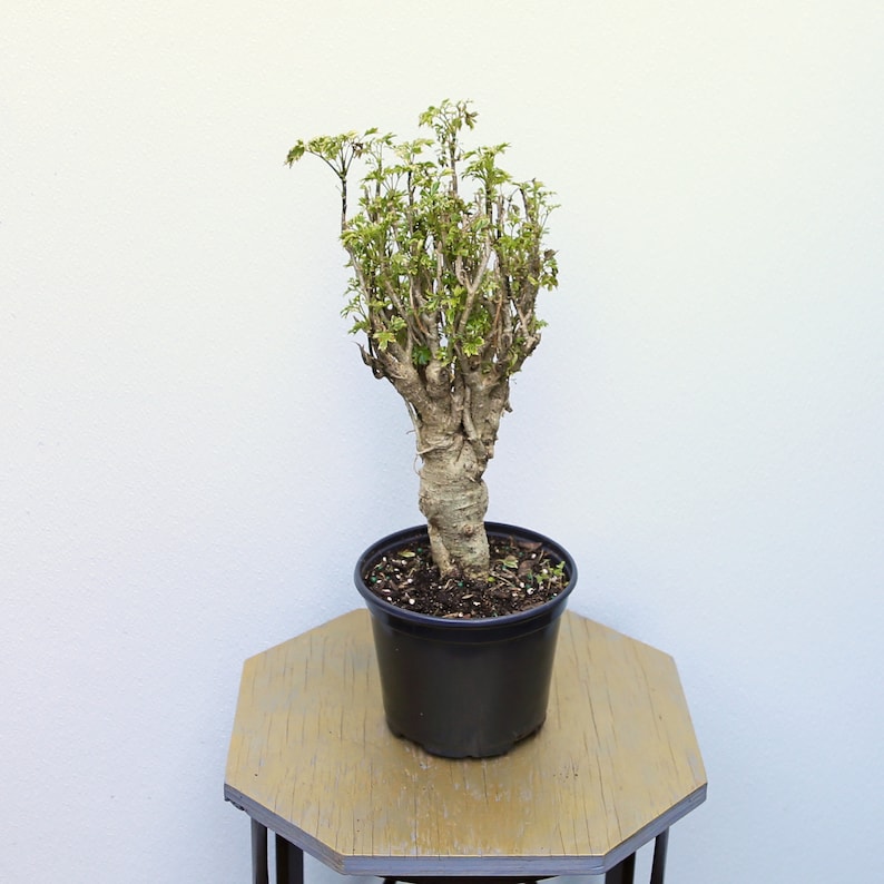 LIVE 6 Inch Pot Ming Aralia Bonsai Plant, Polyscias Fruticosa Elegans, Rare Indoor Houseplant for Plant Lovers