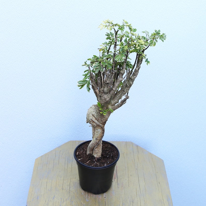 LIVE 4 Inch Polyscias Fruticosa Elegans Bonsai, Ming Aralia, Rare Indoor Houseplant, Air Purifying Bonsai Plant