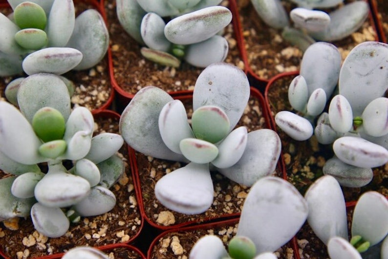 Cotyledon Orbiculata Succulent | 2" White Rare Succulent | South African Plant with Fleshy Leaves