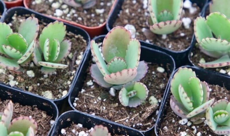 Mother of Thousands Plant | 2" Pot | Kalanchoe Daigremontiana | Succulent with Unique Plantlets | Easy Care