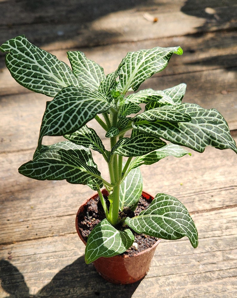 Fittonia Snow White - Nerve Plant 4-5 in - Green and White - Fittonia albivenis - Silver Nerve Plant, Acanthaceae Family