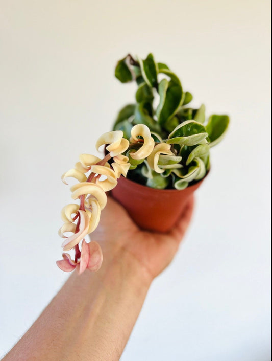 Variegated Hoya Compacta 3" - Tri-Color Hindu Rope Plant - Hoya Regalis - Low Maintenance Tropical Wax Plant
